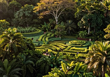 An elegant photograph of sustainable agroforestry operations in the Brazilian Amazon, rich green vegetation with golden natural light, professional boutique style.