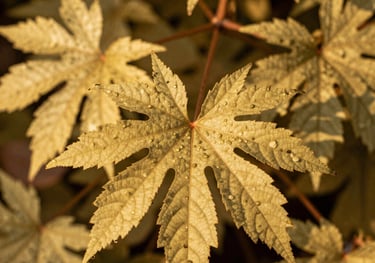 A close-up photograph of native Brazilian bioeconomy flora, warm golden lighting, showcasing pristine natural resource management.
