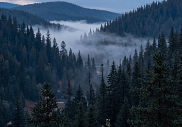 Wide-angle photography of a misty North American valley during the blue hour, fog rolling over pine trees, deep navy and slate blue colors.