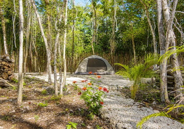 Space for tents in a lush green jungle with tall trees, a gravel path and vibrant orange flowers