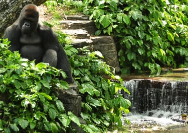 Gorilla Falls  Exploration Trail