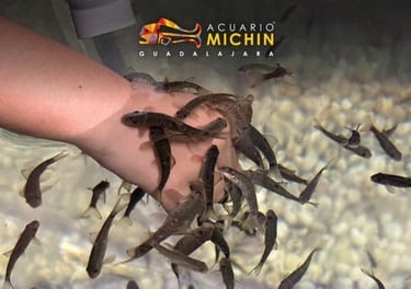 Peces - Tour Acuario Michin de Guadalajara saliendo de Morelia