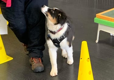 Image of a puppy walking through a course with handler.