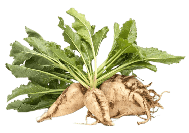 chicory root