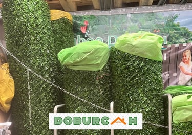Bursa çimçit