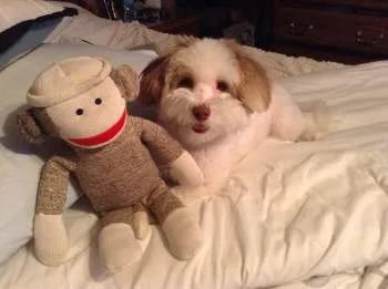maltipoo playing with toy on the bed