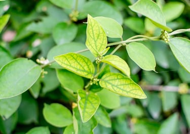 Gluco6 Review : Gymnema A trace mineral your body