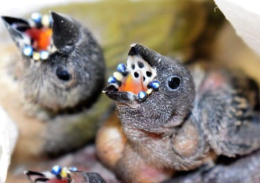 Two Gouldian finch chicks with open beaks showing glowing blue reflective mouth markings.