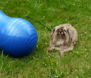 agility