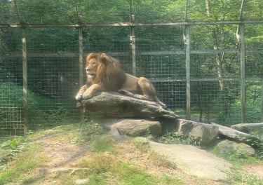 lion at claws n paws wild animal park near lake wallenpaupack pa 