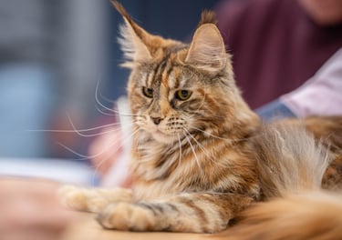 maincoon