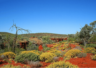 The vibrant colour bushes and trees of the red soil outback in Karijini National Park