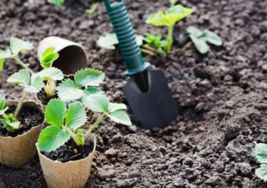 a bunch of beets are shown in this picture