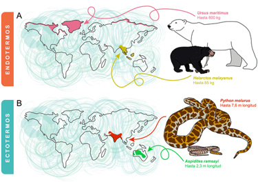 Bergmann's Rule in endotherms and ecotherms. B Moncunill Solé CC BY-NC-ND 4.0