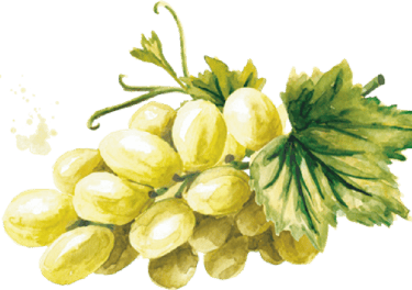 eine grüne Traubenrebe