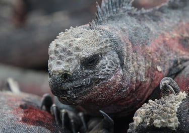 Close wildlife encounter during a guided Galapagos nature experience