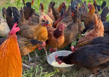 Desi chickens feeding