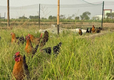 Free range desi chickens in Panipat