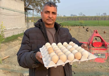 Farm fresh desi eggs in Panipat