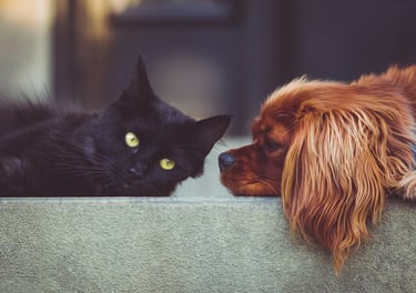 Sur un canapé un chat noir avec des yeux verts et un cocker qui le regarde