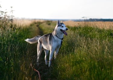 Un husky dans un champ regarde vers la droite