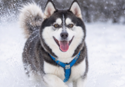 Husky in the snow