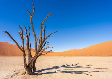 Deadvlei in Namibië