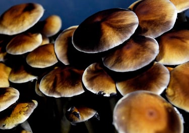 Close-up of golden teacher mushrooms showing large brown caps and spore prints.
