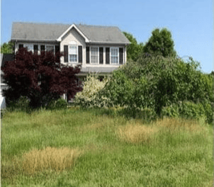 yard clean-up