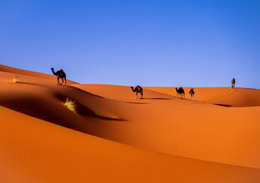 desert_chameau