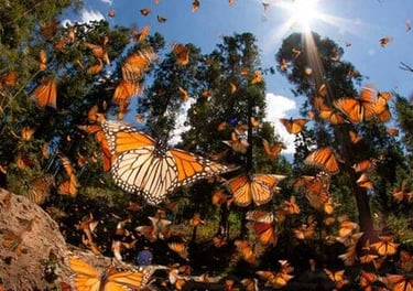 mariposas monarca - - Tour mariposa monarca saliendo de morelia