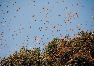 mariposas monarca volando - Tour mariposa monarca saliendo de morelia
