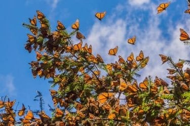Tour Mariposa Monarca