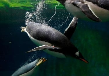 Pinguinos - Tour Zoologico de guadalajara saliendo de Morelia