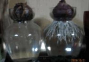 Hyacinth with FuelMarble