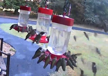 50 Hummingbirds