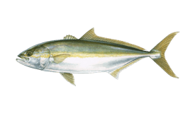 a fish that is very large and has a fish on it