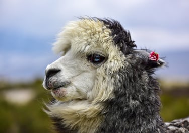 alpaca