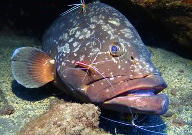 Dusky Grouper at Garajau Dive Reserve