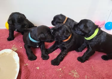 Bébés Schnauzer nain noir
