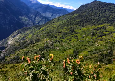 Sunflowers overlooking green mountain valleys.