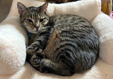 Max, our 15lb teddy bear of a cat