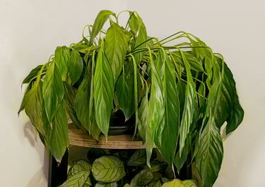 Peace Lily plant that has wilted due to underwatering