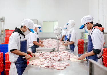 photo proses pemotongan ayam karkas, di rumah pemotongan ayam RPA