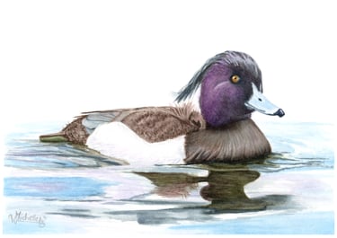 Tufted Duck original artwork