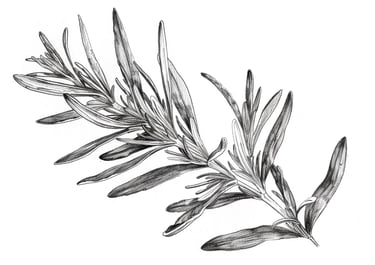Detailed black and white botanical pencil drawing of a fresh olive leafs isolated on white.