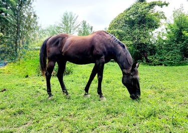 Health Vibes - horses heal body, mind, and emotions