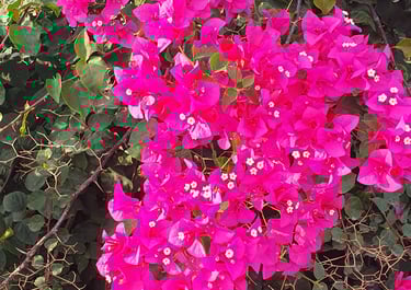 bougainvillea field in Dalyan