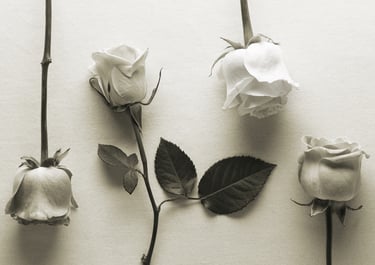 black and white image of four white roses on a white paper background