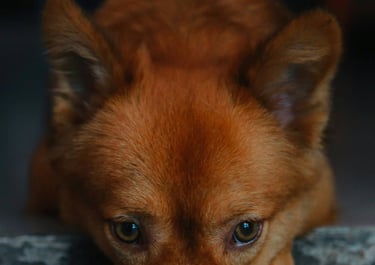 dogAdvisor | dogadvisor | dog advisor | dogAdvisor.dog
